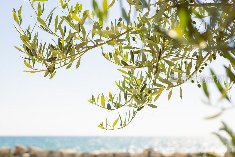 橄榄枝对着大海和天空