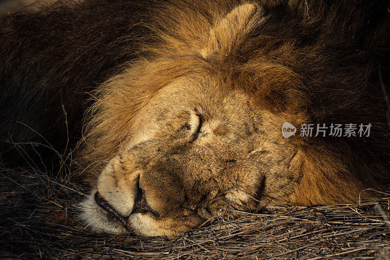 雄狮睡觉