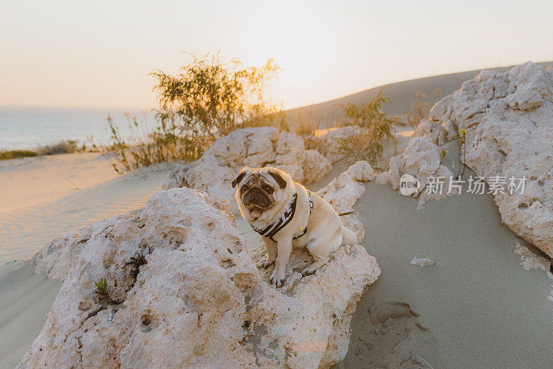 在土耳其的沙丘上欣赏风景优美的日落的美丽的狗