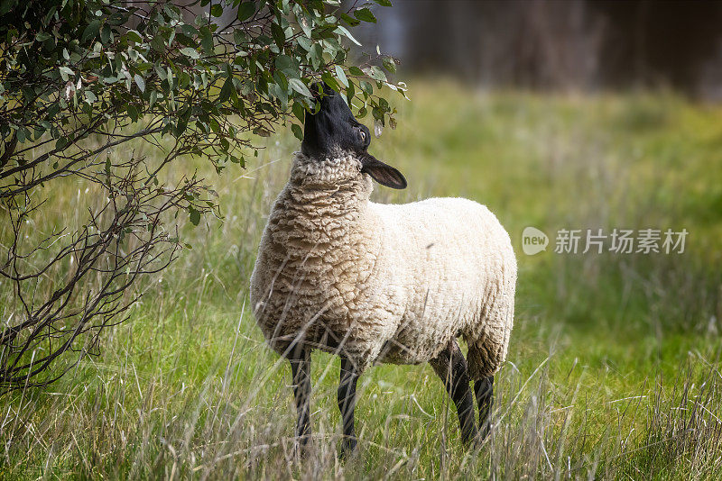 萨福克羊母羊
