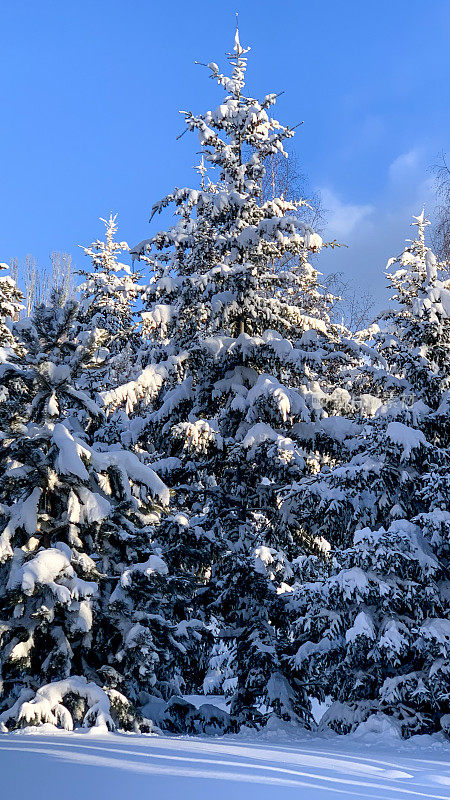 在阳光明媚的日子里，白雪覆盖的圣诞树映衬着晴朗的天空