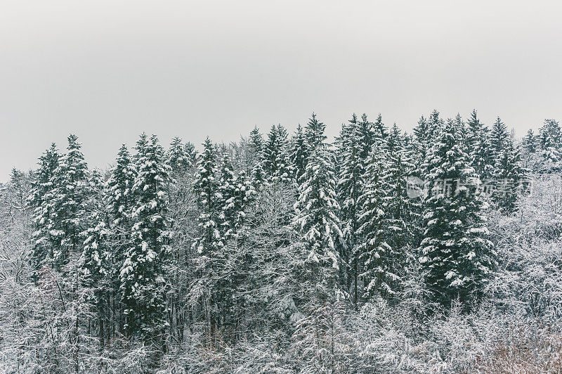 冬季森林景观美丽，树木覆盖着白雪