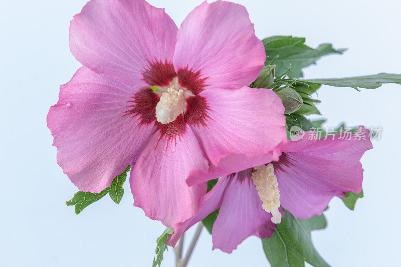 一张芙蓉花在白色背景上绽放和生长的照片。百合花盛开，芙蓉花蕾绽放。