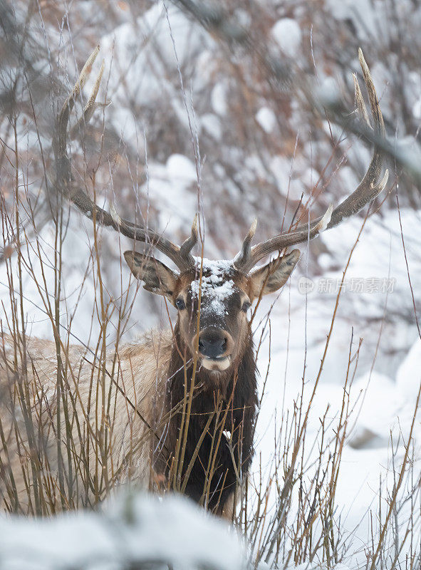 在美国怀俄明州西北部与蒙大拿州接壤的地区，公麋鹿在非常深的积雪中吃草，透过高高的草丛望向远方