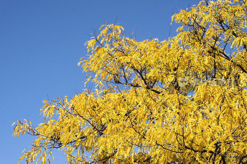 黄色的秋树映衬着蓝天