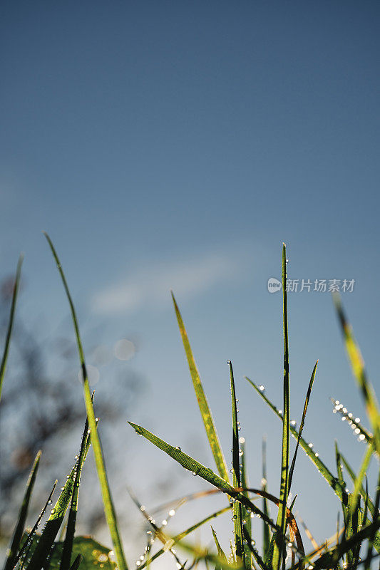 在冬日的阳光下，露珠覆盖着一片荒芜的草坪上的草叶，映衬着蓝天。