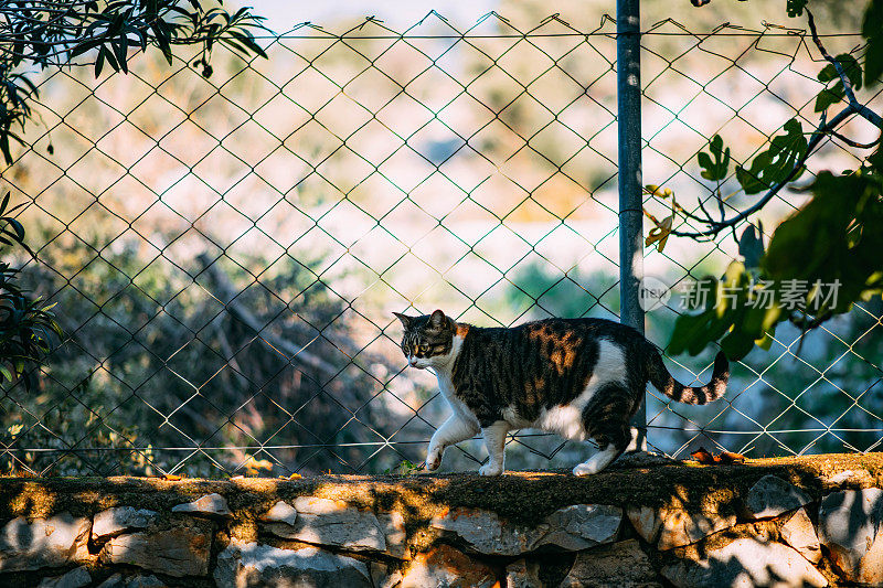 花园中的虎斑猫