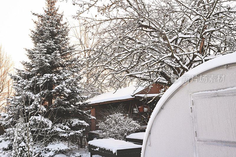 后院花园里的树被雪覆盖着