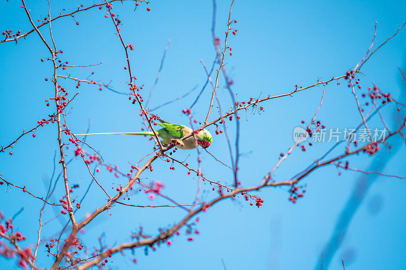 迁徙的环颈长尾鹦鹉正在吃树枝上的野生浆果