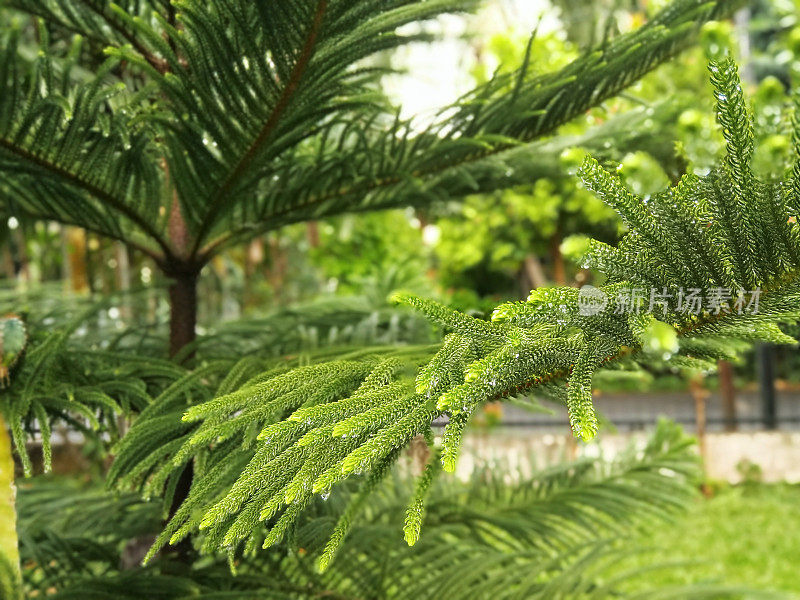 松针和雨滴