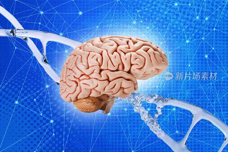 人脑DNA螺旋背景，脱氧核糖核酸，核酸分子，人类基因组研究方法，发展科学，调控神经元间接触，DNA神经元微损伤