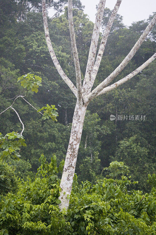 厄瓜多尔亚马逊河上游雨林中的树木