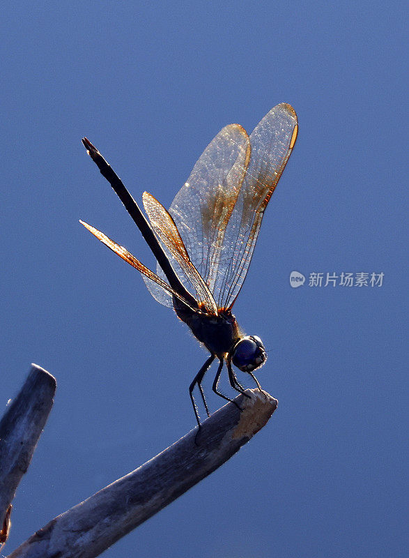 Wakodahatchee湿地的蜻蜓