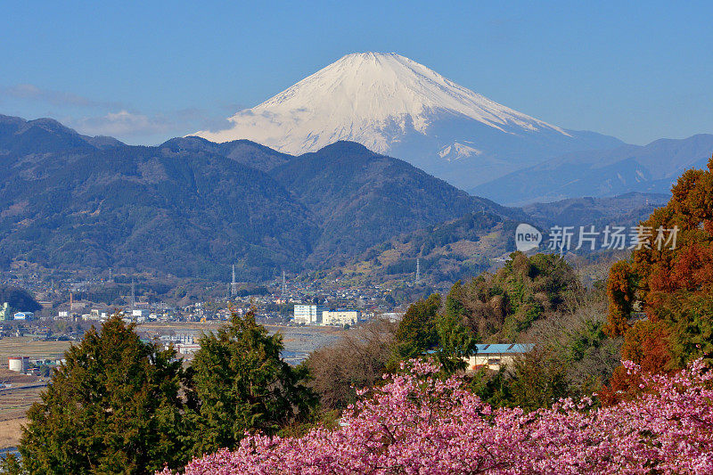 富士山和樱花:从神奈川县松田山眺望