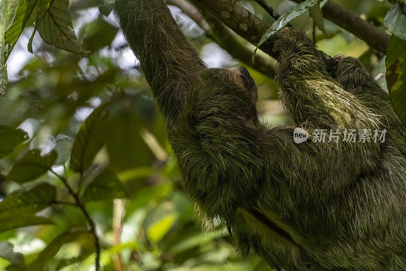哥斯达黎加云雾森林里的三趾树懒