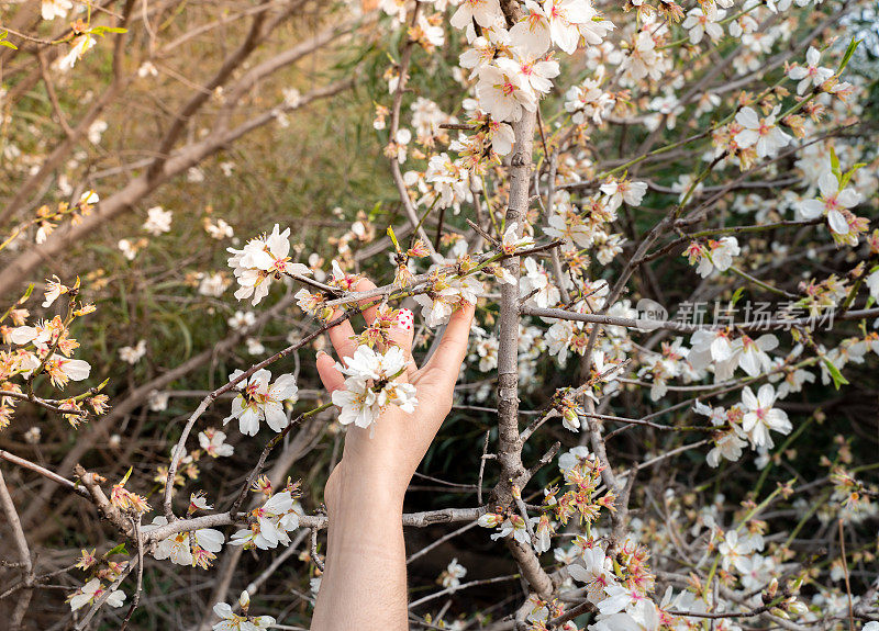 春天，女人的手抚摸着树上的花朵