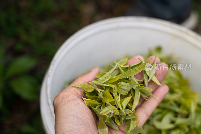 新鲜茶叶在掌心