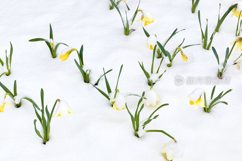 雪中的水仙花