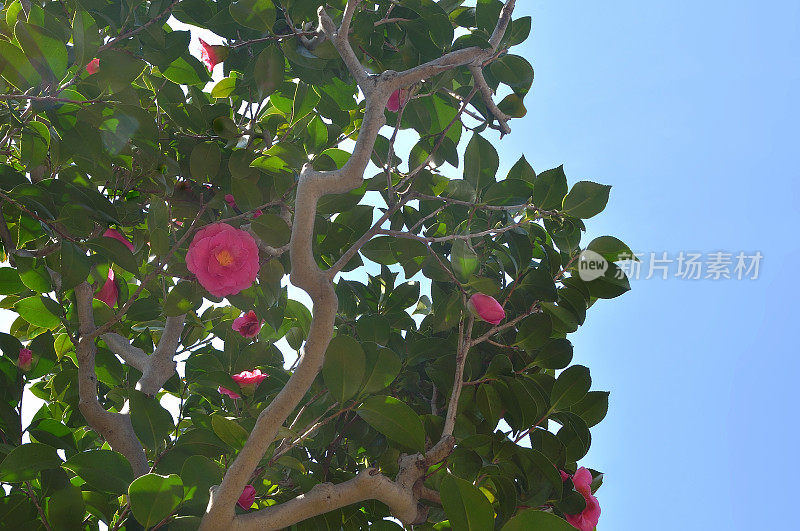 山茶花树