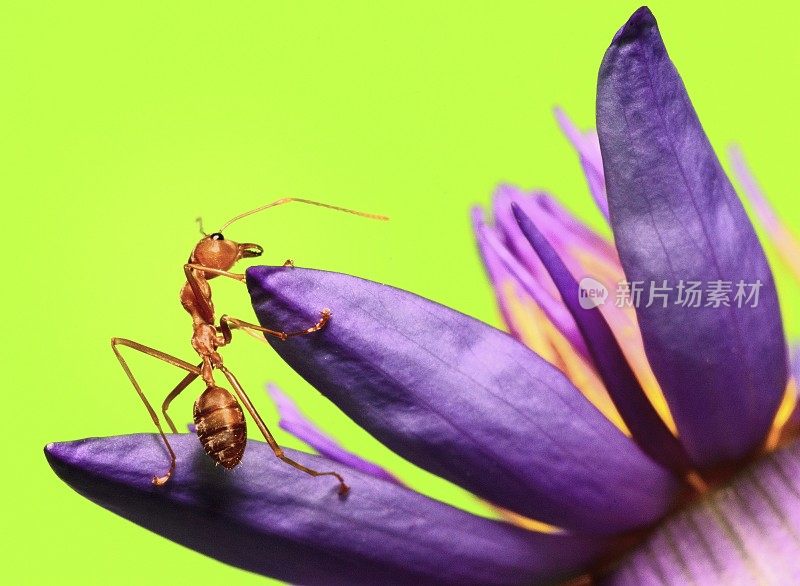 蚂蚁攀爬睡莲的花瓣和花粉的绿色背景。