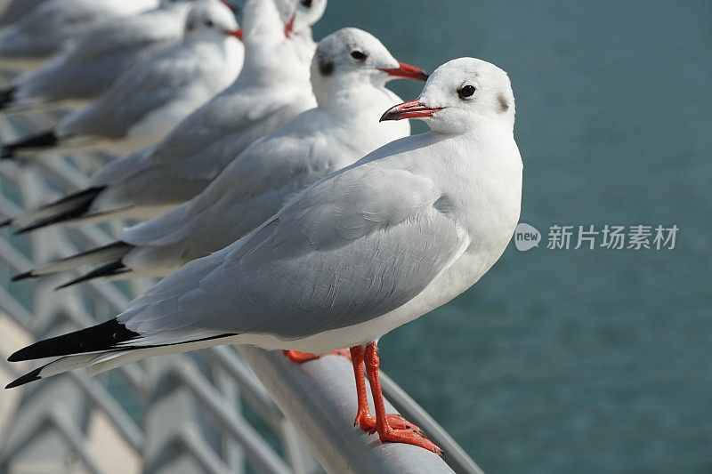 海鸥