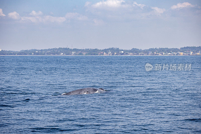 蓝鲸在斯里兰卡海岸附近浮出水面