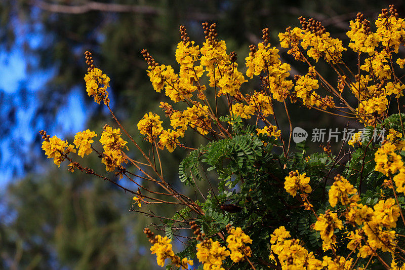 黄豆树之花，亚齐