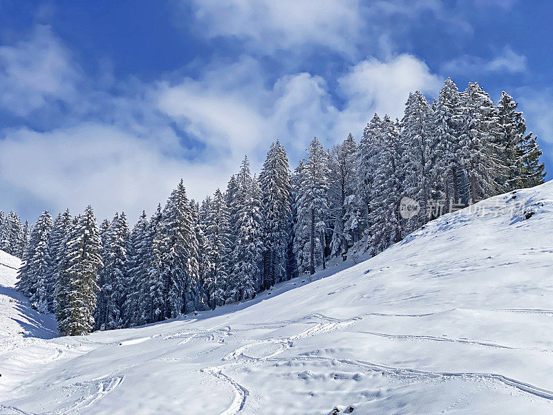 瑞士奈斯劳，奥伯托根堡高山山谷和瑞士阿尔卑斯山脉春季降雪后，典型的冬季气氛中，风景如画的高山树木树冠。