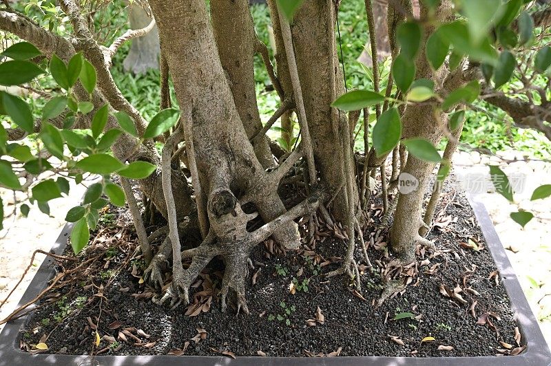 盆景植物根