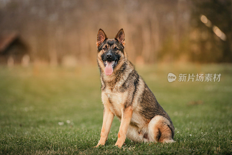 一只漂亮的德国牧羊犬坐在草地上，张着嘴，伸出舌头