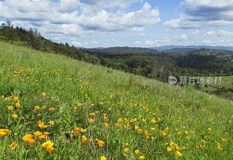山坡上盛开的加利福尼亚罂粟野花的全景