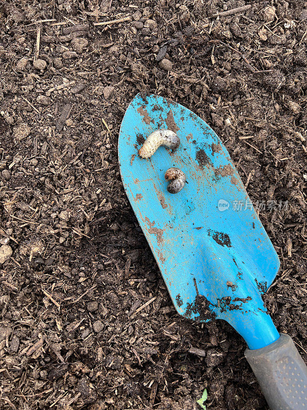 鸡翅蛴螬害虫虫蛆在花园铲子破坏根
