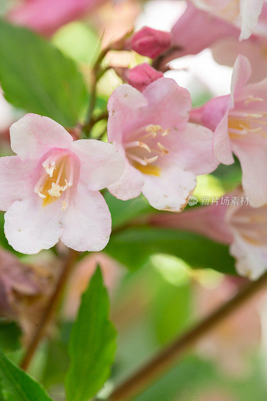 粉红色的日本Weigela花