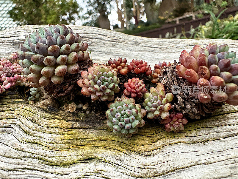 一组石作物(景天)植物品种生长在一块浮木变成花盆，抬高视图