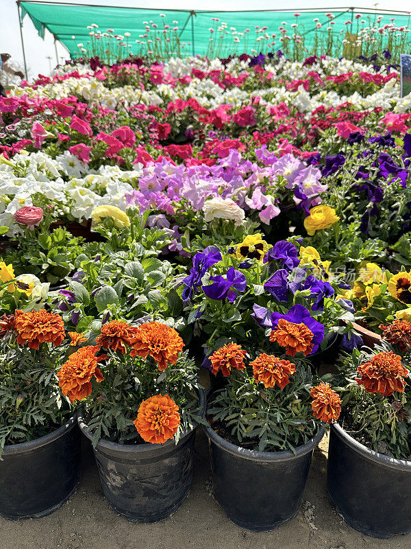 彩色混合开花植物，三色堇，牵牛花和万寿菊生长在一排排的塑料花盆的形象，重点在前景