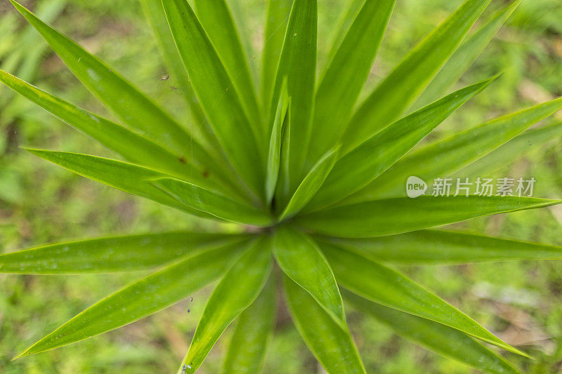 美丽的热带植被花园与棕榈叶，郁郁葱葱的绿叶在一个绿色的野生丛林，热带雨林背景概念为壁纸，美丽在大自然