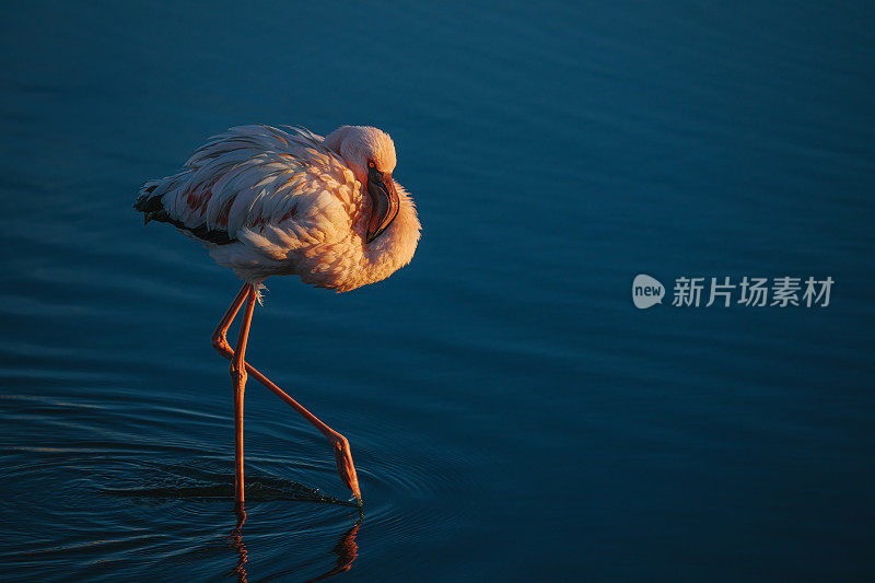 一只粉红色的火烈鸟站在非洲纳米比亚沃尔维斯湾的海滩上倒影