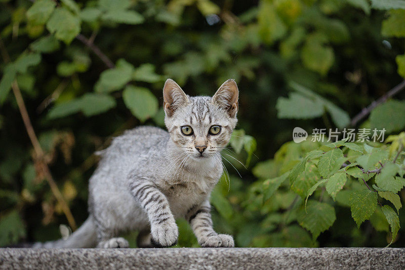 野猫小狗