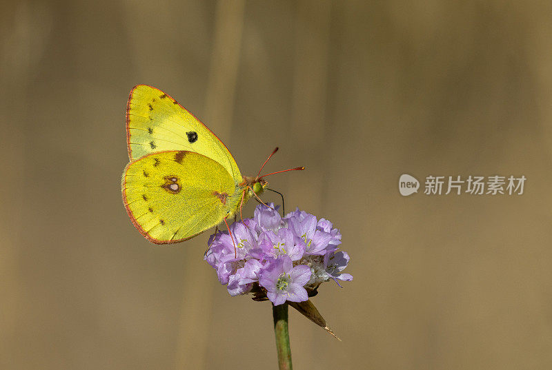 藏红花，黄云状