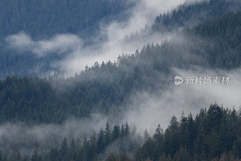 雾山雨林温哥华岛