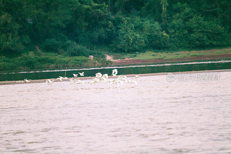 日落时分，泰国鹤在湄公河上空低空飞翔