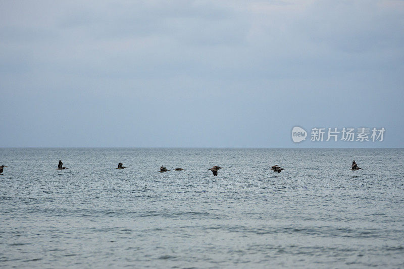 黎明前，一排鹈鹕在海面上飞翔