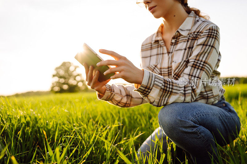 经验丰富的农妇在田间评估小麦的绿芽。
