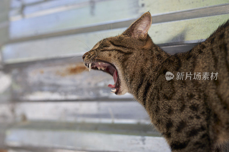 一只眼睛的母猫打喷嚏了