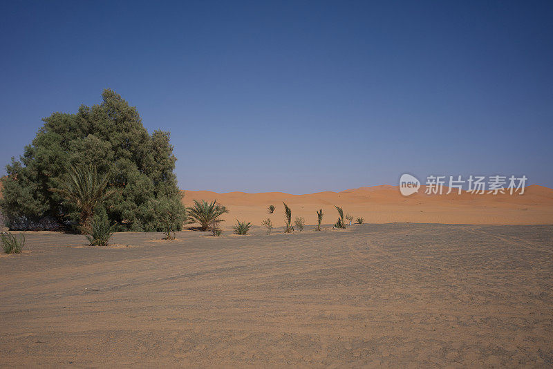 沙漠之旅望向沙丘