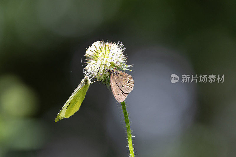 小卷发和大白色蝴蝶