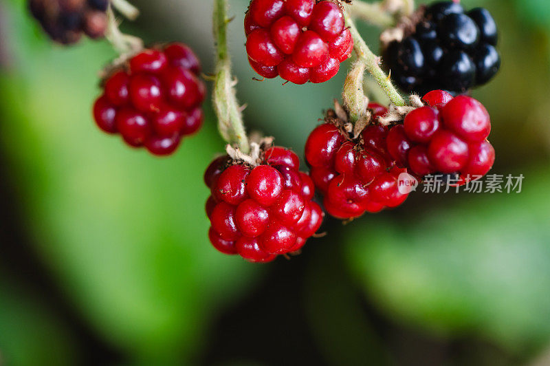 黑莓果实种植