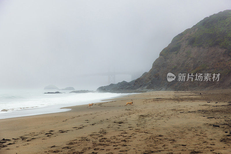 旧金山春雾中贝克海滩上的狗剪影