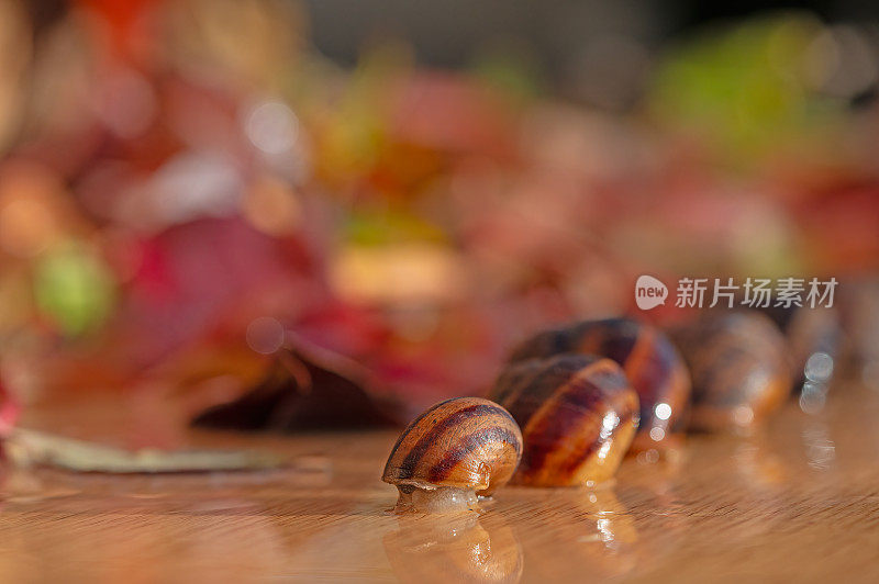 在雨天，蜗牛在秋天的树叶间穿梭。