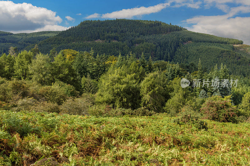 英国坎布里亚郡湖区山坡上的落叶林地、蕨类植物和针叶林。